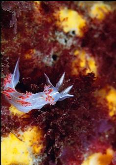 NUDIBRANCH