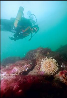 ANEMONE AND RED SEAWEED