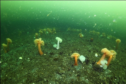 plumose anemones on gravel mound