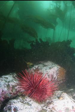 URCHIN IN SHALLOWS