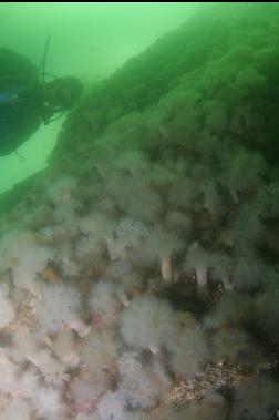 PLUMOSE ANEMONES ON WALL