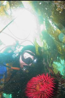 FISH-EATING ANEMONE