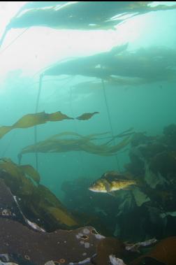 COPPER ROCKFISH AND KELP