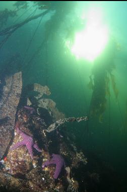 PURPLE STARS UNDER BULL KELP