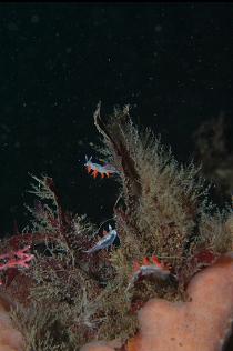 TINY NUDIBRANCHS