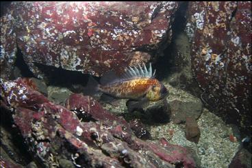 QUILLBACK ROCKFISH