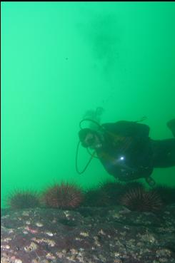 MORE URCHINS ON DEEPER REEF