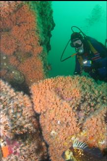 ZOANTHIDS AND ROCKFISH