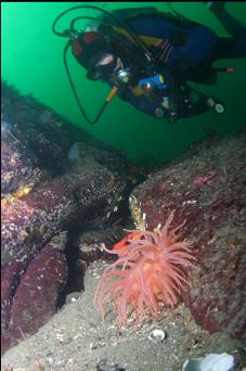 TIGER ROCKFISH BEHIND CRIMSON ANEMONE