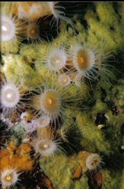 ZOANTHIDS