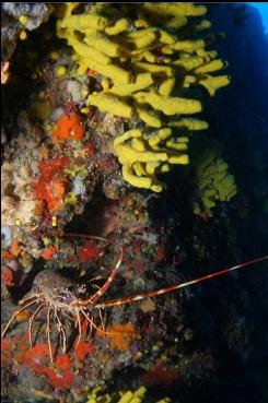 LOBSTER AND YELLOW SPONGE