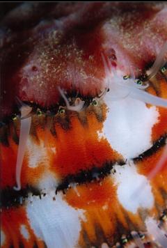 SWIMMING SCALLOP WITH EYES