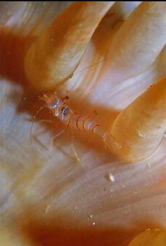 CLOWN SHRIMP ON ANEMONE