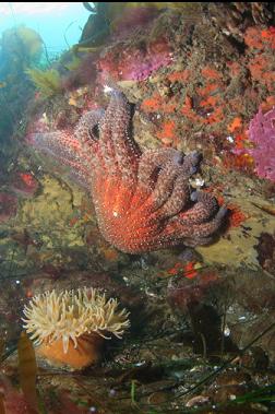 anemone and seastar