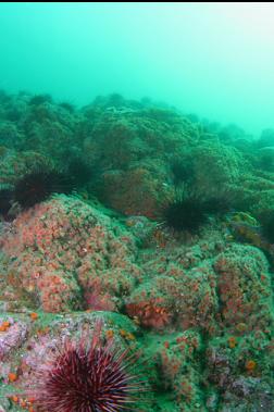 strawberry anemones on wall