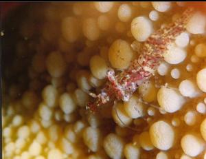 SHRIMP ON NUDIBRANCH