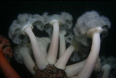 plumose anemones