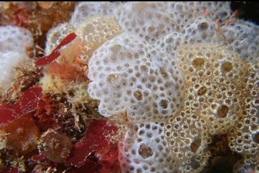 tunicates