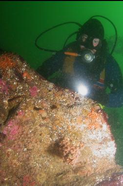 zoanthids on side of boulder