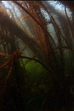 feather boa kelp and surfgrass