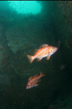 canary rockfish