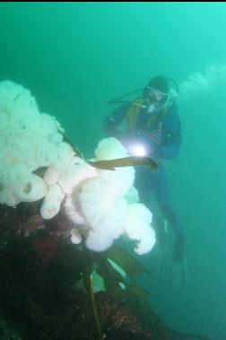 plumose anemones