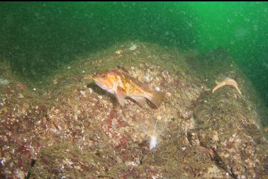 copper rockfish on wall