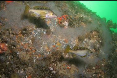 yellowtail rockfish on second dive