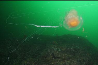 lion's mane jelly