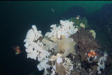 rockfish and partially dead sponge with lion's mane jelly