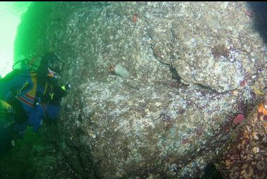 looking at crystal tunicate on wall