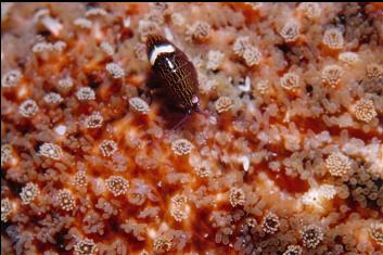 SEA LOUSE ON SUNFLOWER STAR