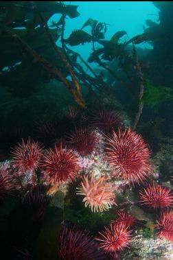 crimson anemone and urchins