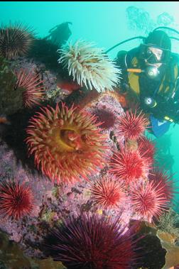 fish-eating anemones