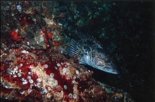 LINGCOD