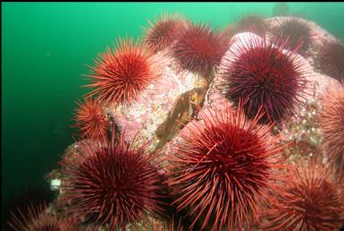 copper rockfish and urchins