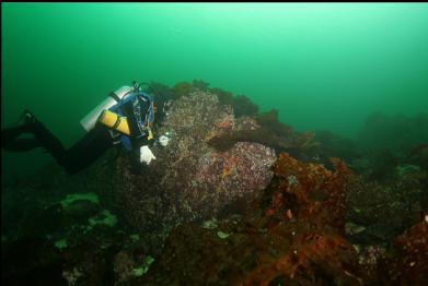 big boulder near reef