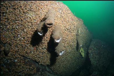 boot sponges and small cloud sponge