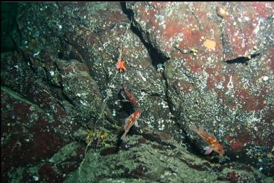 copper rockfish 130 feet deep