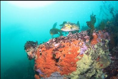 copper rockfish