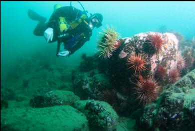 fish-eating anemone at base of slope