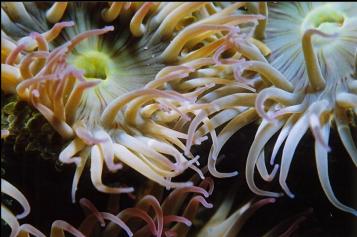 ANEMONES IN TIDE POOL