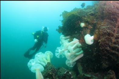 plumose anemones