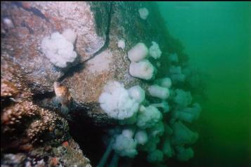 QUILLBACK ROCKFISH AND PLUMOSE ANEMONES ON WALL