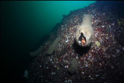 quillback rockfish in boot sponge