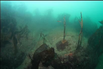 kelp stalks on silty reef