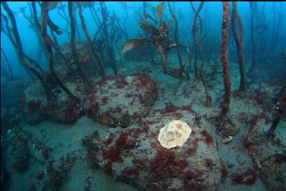 nudibranch