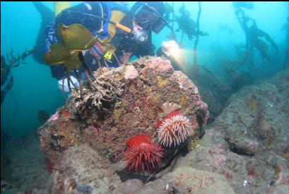 fish-eating anemones