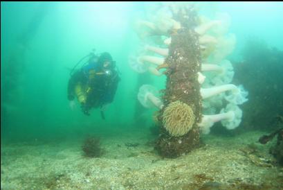 anemones on piling