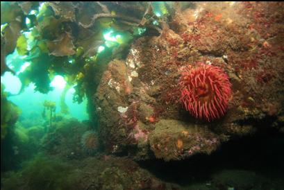 fish-eating anemone